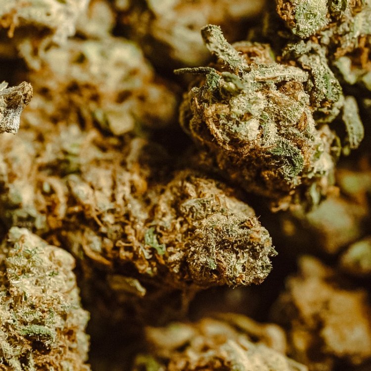 Imagen que muestra Cogollos de CBD 