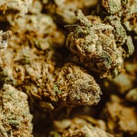 Cogollos Luxury de CBD de nuestra tienda de CBD