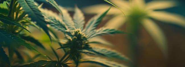 Imagen de nuestro CBD