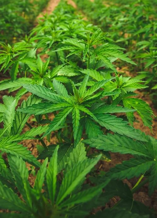 Imagen de nuestro CBD