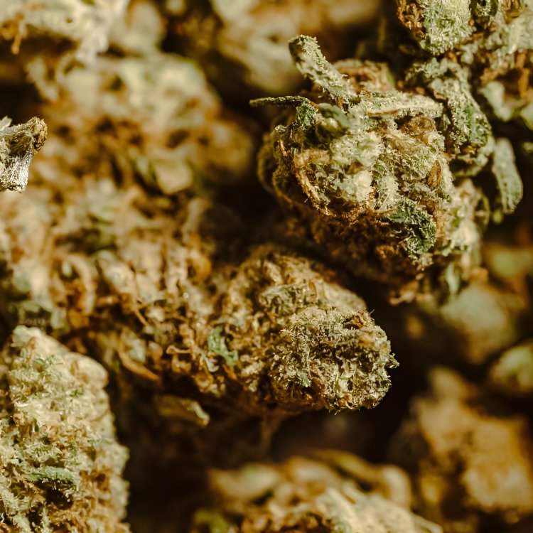 Cogollo Superior de CBD